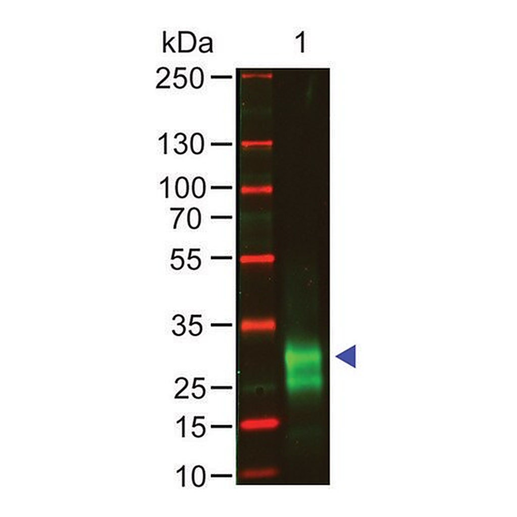 Merck Anti-Rabbit IgG F(ab')2, F(ab')2 fragment, highly cross absorbed antibody produced in goat