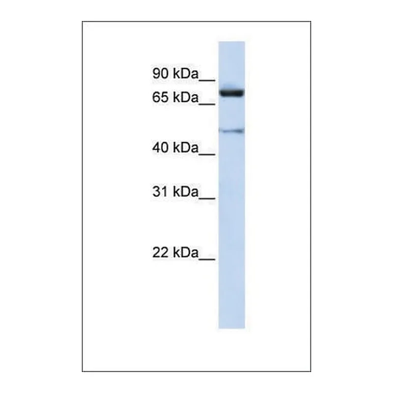 Merck Anti-CUL2 antibody produced in rabbit