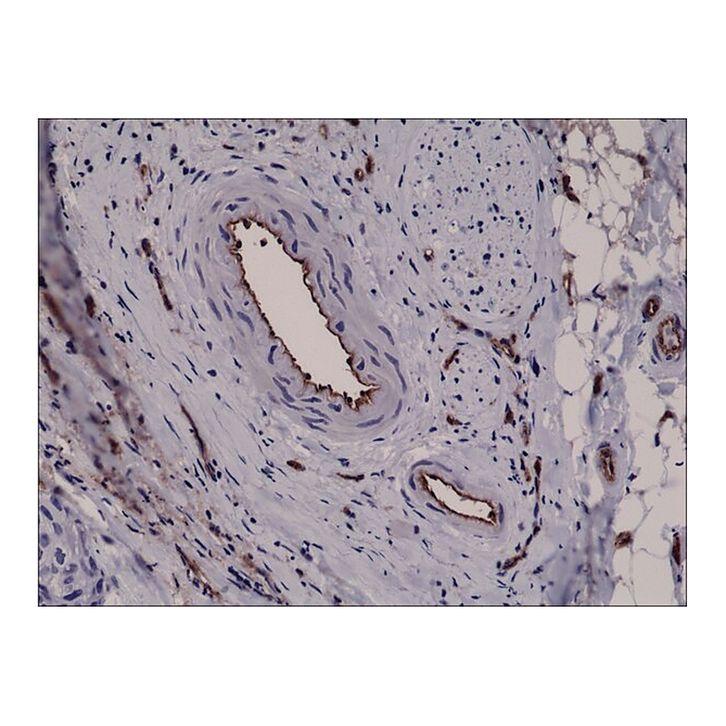 Merck Anti-CD31 (PECAM-1) antibody, Rabbit monoclonal