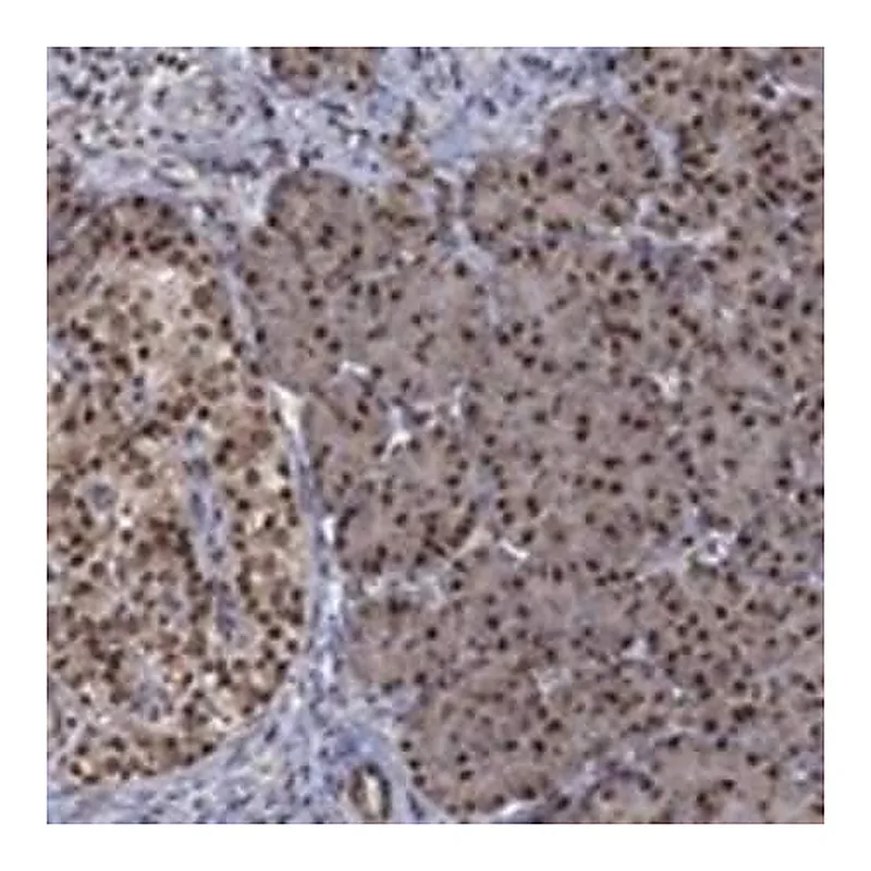 Merck Anti-FBL antibody produced in rabbit