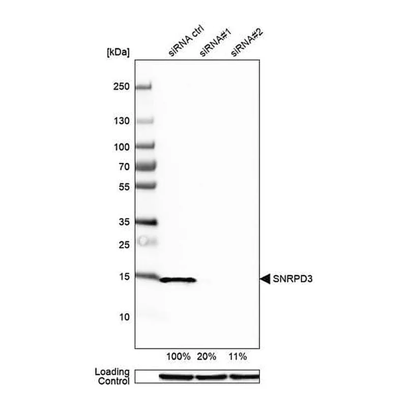 Merck Anti-SNRPD3 antibody produced in rabbit