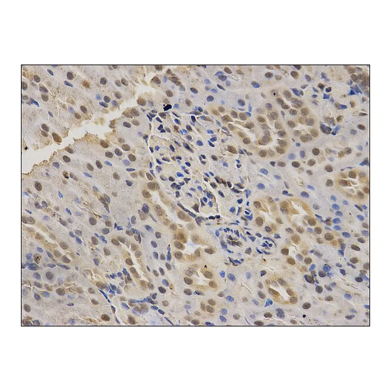 Merck Anti-SMARCA4 antibody produced in rabbit
