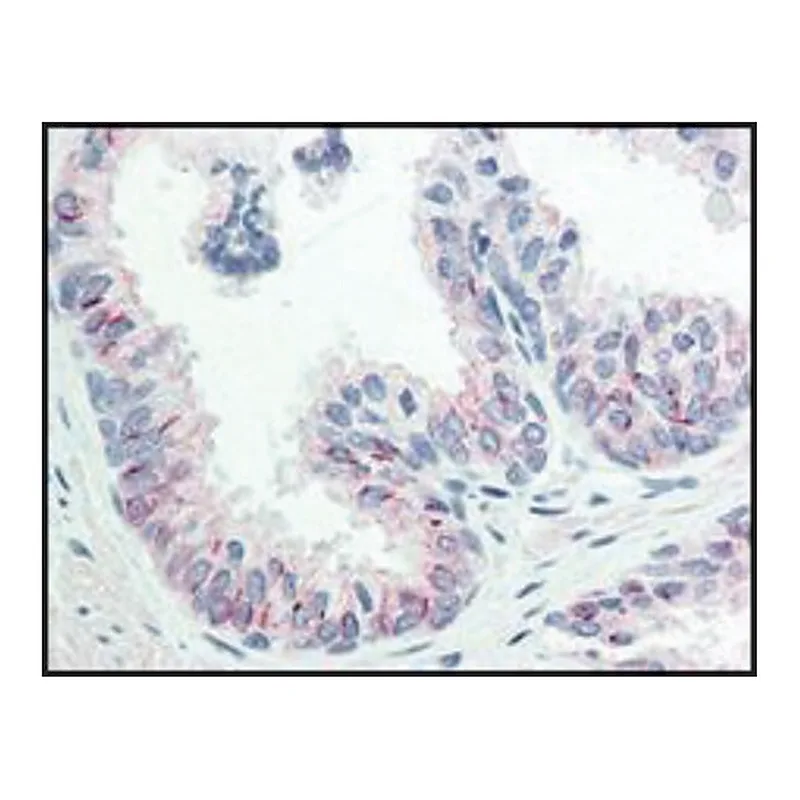 Merck Monoclonal Anti-AKT pS473 antibody produced in mouse