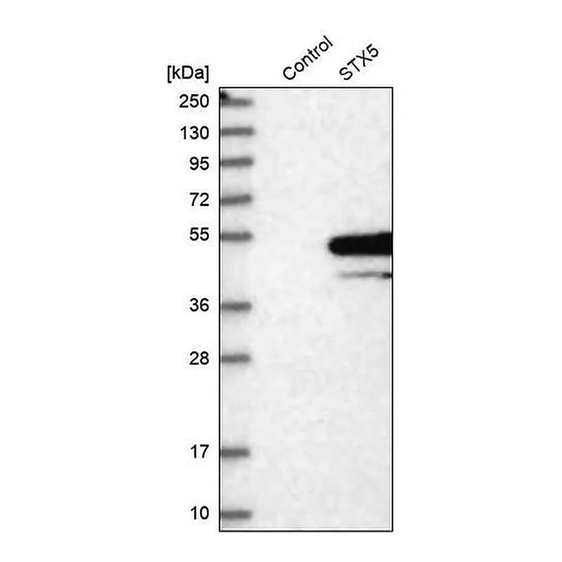 Merck Anti-STX5 antibody produced in rabbit