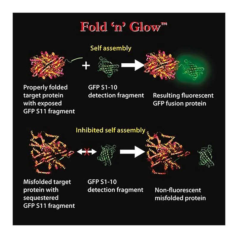 Merck In Vitro Bacterial Split GFP Fold 'n' Glow(TM) Solubility Assay Kit (green)