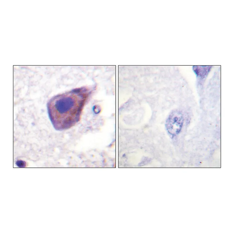 Merck Anti-GZ-alpha antibody produced in rabbit