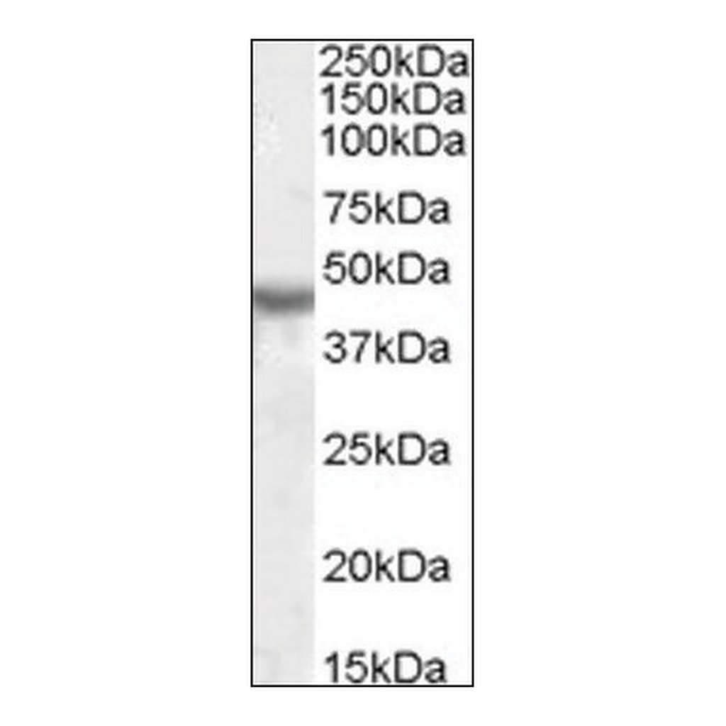 Merck Anti-KCNJ1 antibody produced in goat
