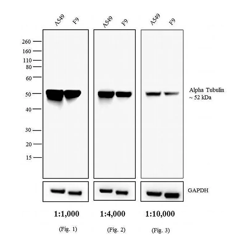 Thermo Fisher Scientific Rabbit anti-Rat IgG (H+L) Secondary Antibody, AP