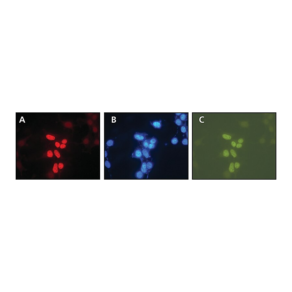 Merck Anti-XPG (C-terminal) antibody produced in rabbit
