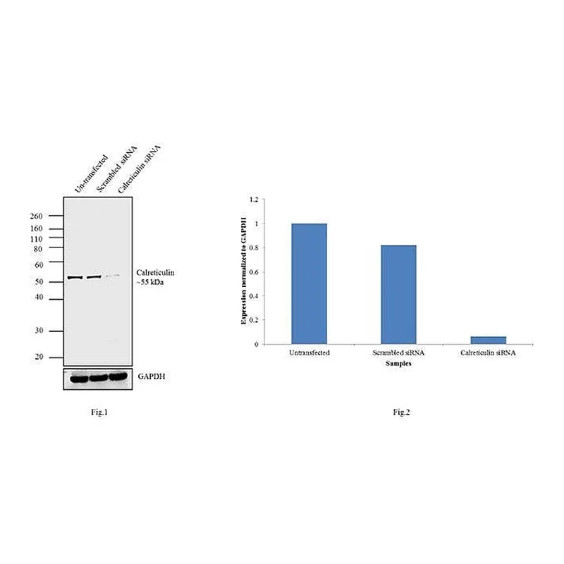 Thermo Fisher Scientific Goat anti-Chicken IgY (H+L) Secondary Antibody, HRP