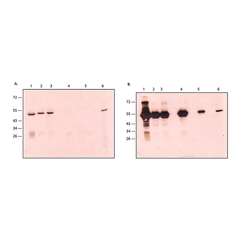 Merck Anti-Rabbit IgG, Native antibody, Mouse monoclonal