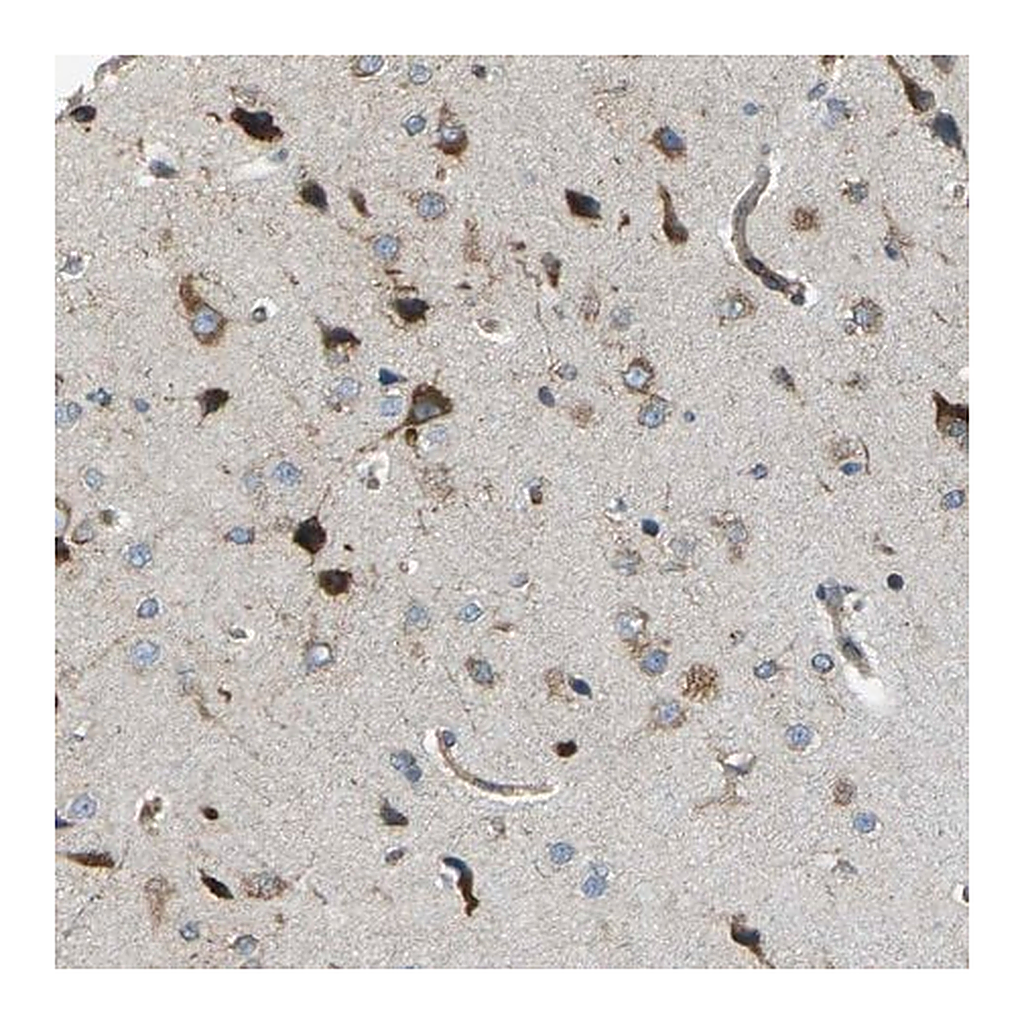 Merck Anti-CELSR2 antibody produced in rabbit