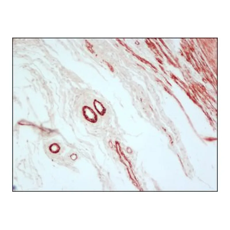Merck ANTI-MOUSE IGG (FAB FRAGMENT) PEROXIDAS&