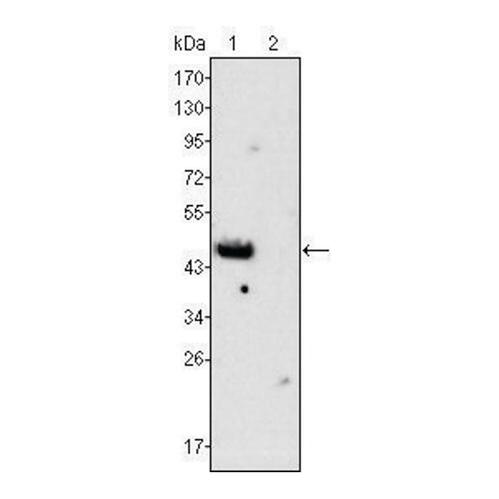 Merck Monoclonal Anti-GATA4 antibody produced in mouse