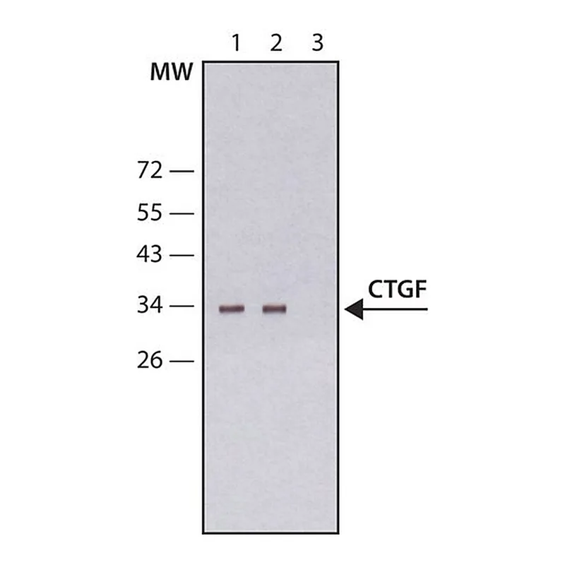 Merck Anti-CTGF antibody, Mouse monoclonal