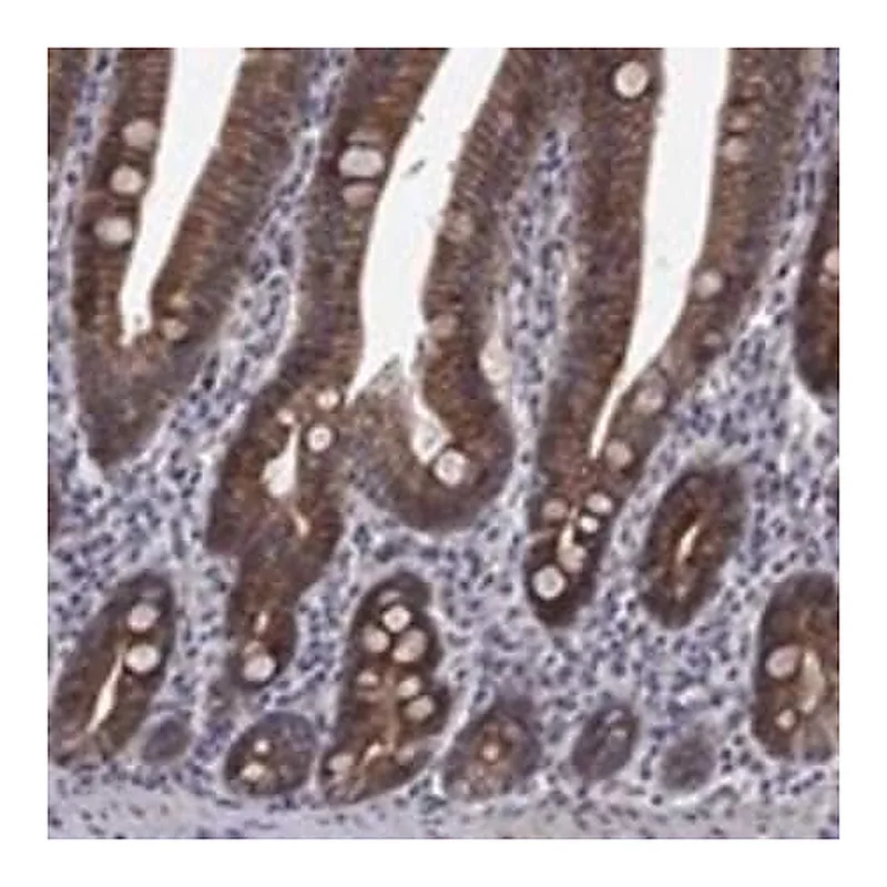 Merck Anti-EMC9 antibody produced in rabbit