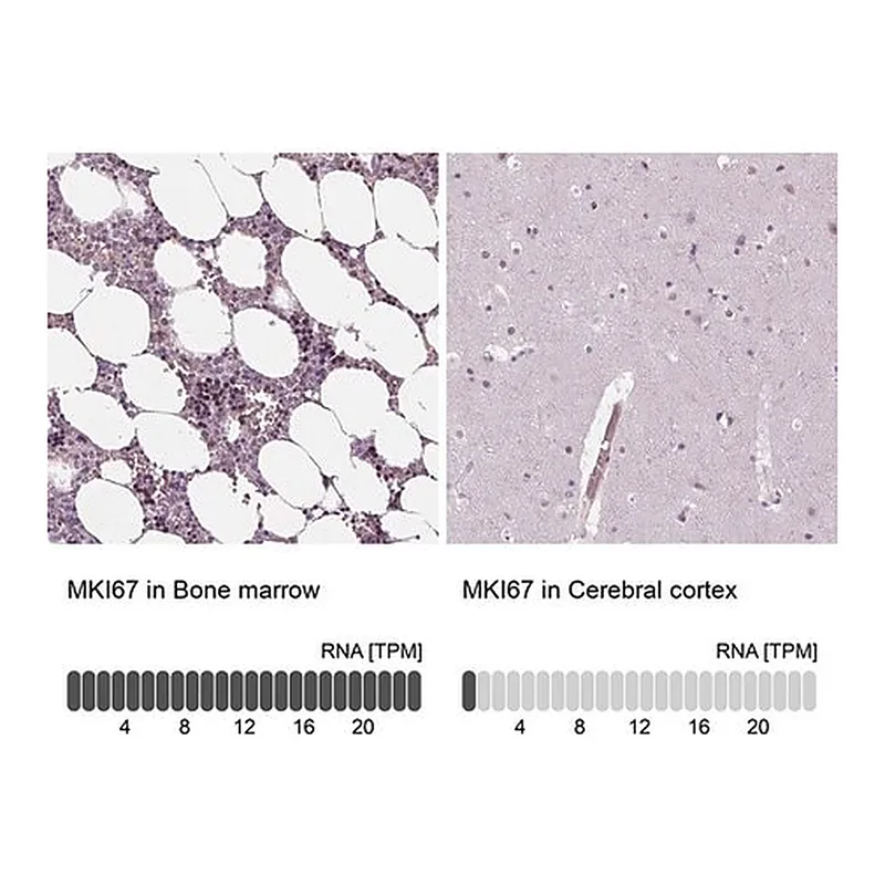 Merck Anti-MKI67 antibody produced in rabbit