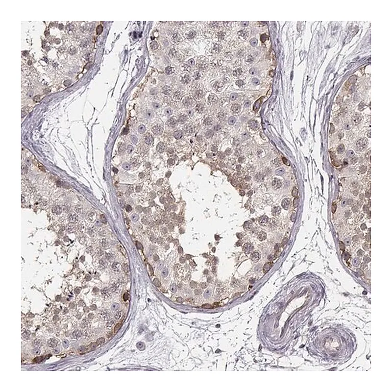 Merck Anti-KAAG1 antibody produced in rabbit