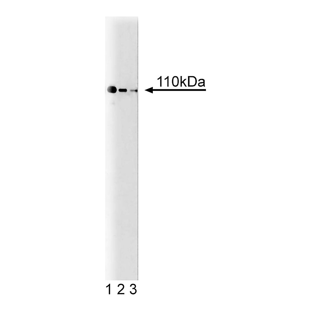 BD Purified Mouse Anti-PI3-Kinase p110α