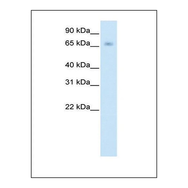 Merck Anti-KBTBD10 (AB1) antibody produced in rabbit