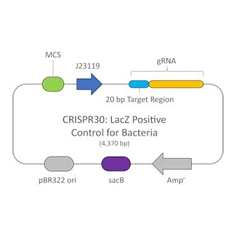 Merck LACZ POSITIVE CONTROL PLASMID