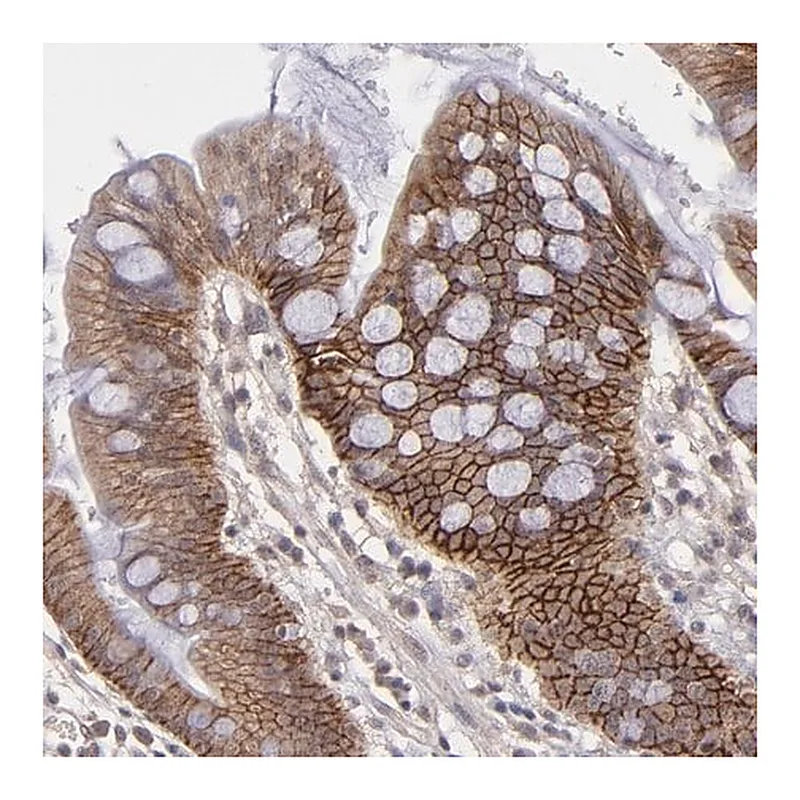 Merck ANTI-FAT1 antibody produced in rabbit