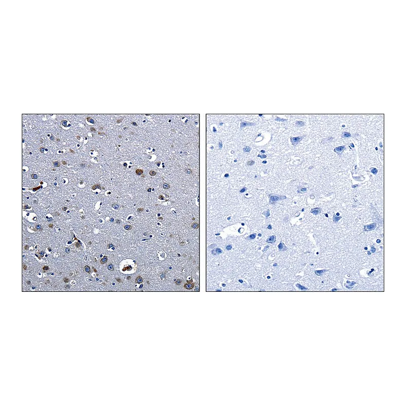 Merck Anti-CBFA1 antibody produced in rabbit