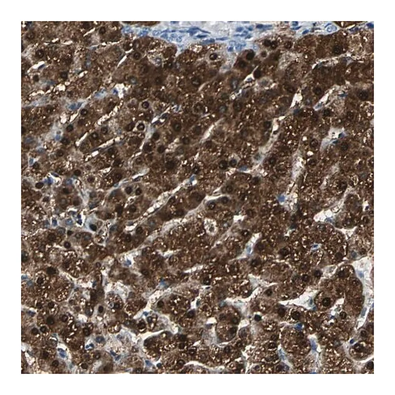 Merck Anti-FAM65A antibody produced in rabbit