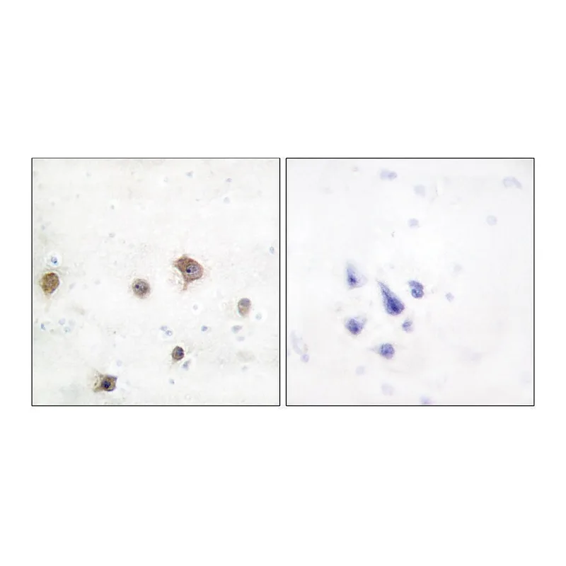 Merck Anti-JIP2 antibody produced in rabbit