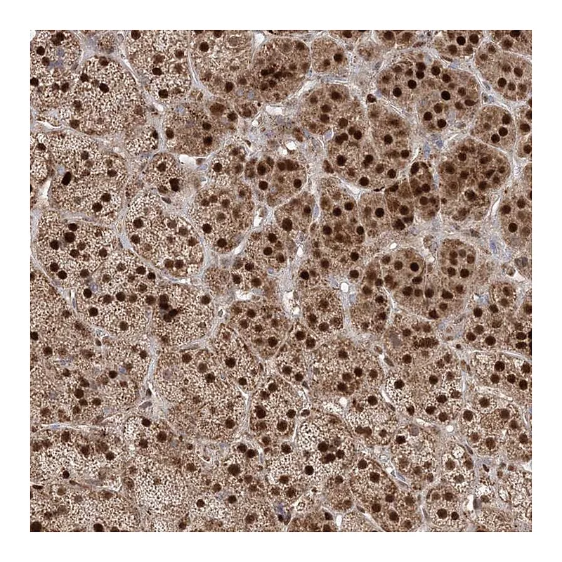 Atlas Antibodies Anti-PPOX Antibody