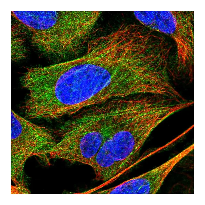 Atlas Antibodies Anti-PPP1R12A Antibody