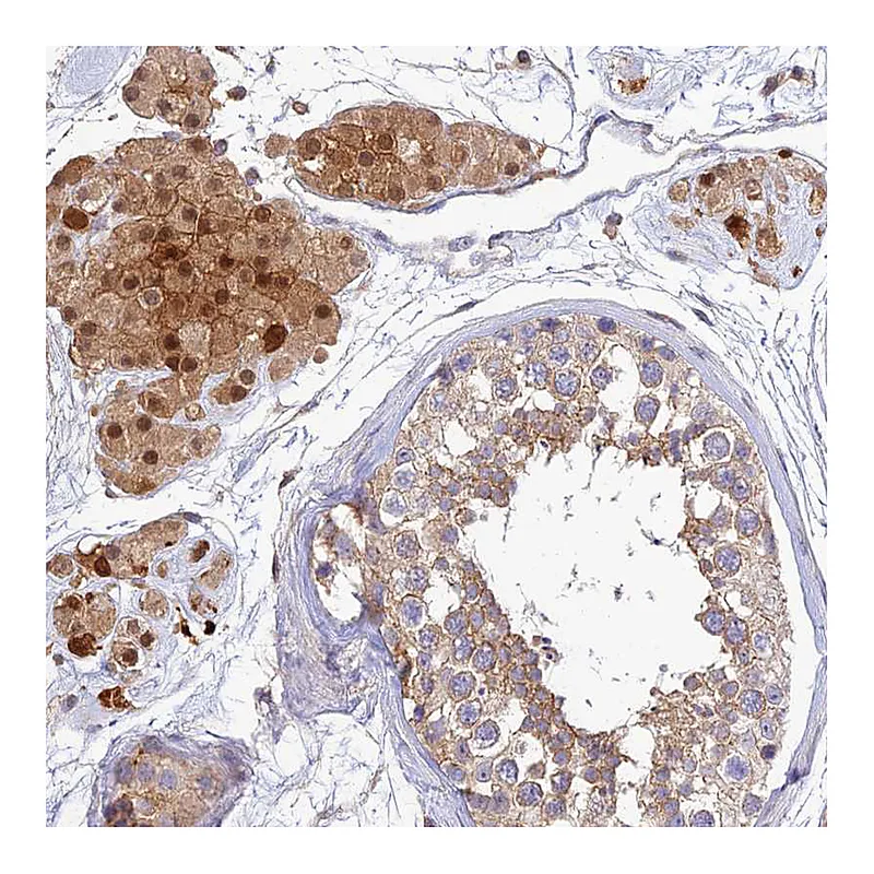 Atlas Antibodies Anti-PPP1R12C Antibody