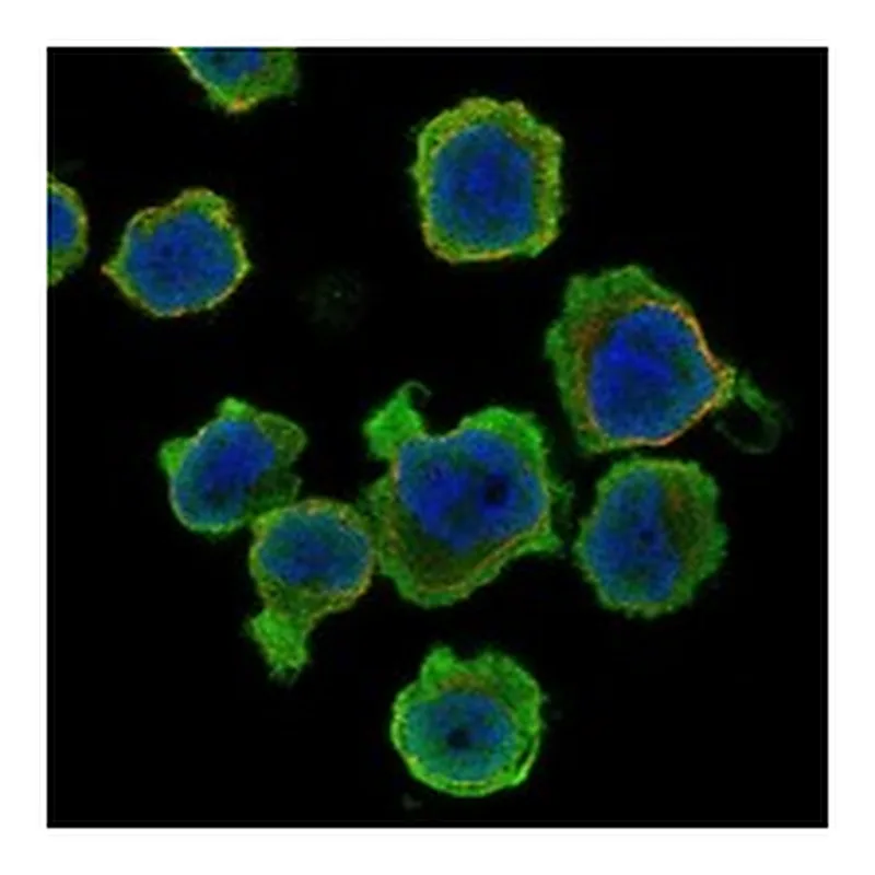 Atlas Antibodies Anti-PPP1R27 Antibody