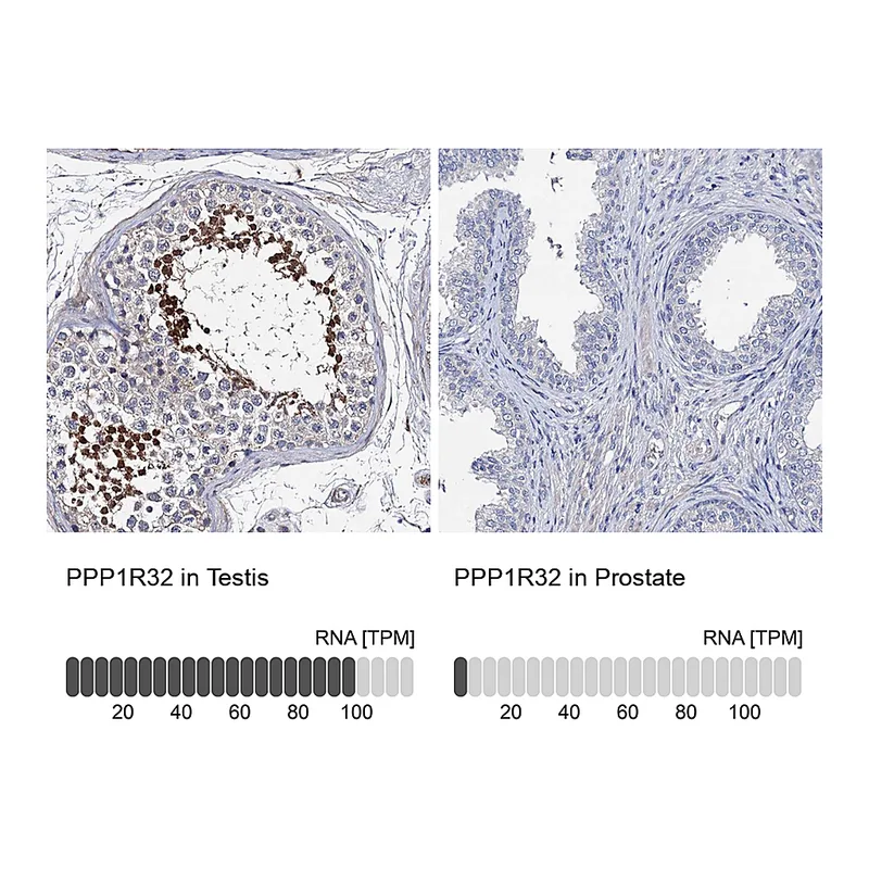 Atlas Antibodies Anti-PPP1R32 Antibody