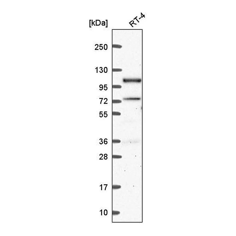 Atlas Antibodies Anti-PPP4R3A Antibody