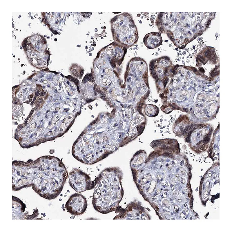 Atlas Antibodies Anti-PPRC1 Antibody