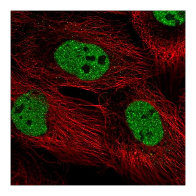 Atlas Antibodies Anti-PPRC1 Antibody
