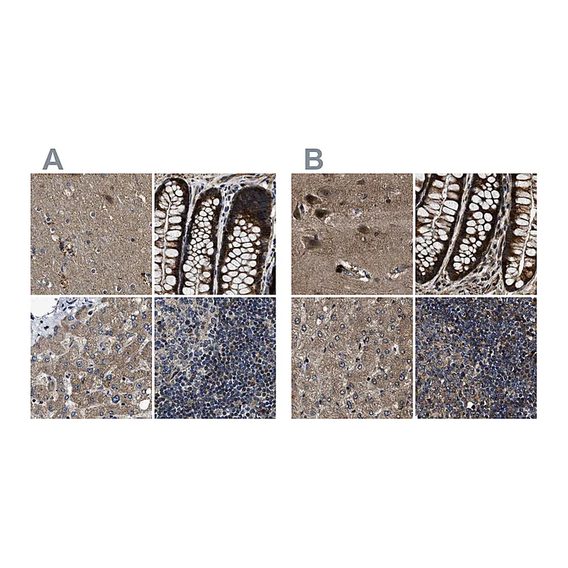 Atlas Antibodies Anti-PPWD1 Antibody