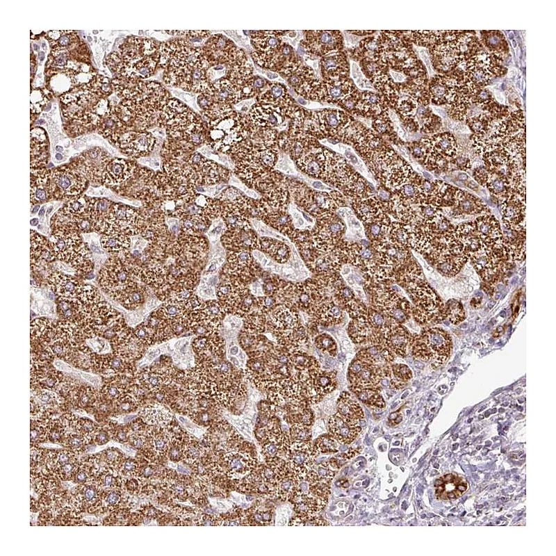 Atlas Antibodies Anti-PQLC2L Antibody
