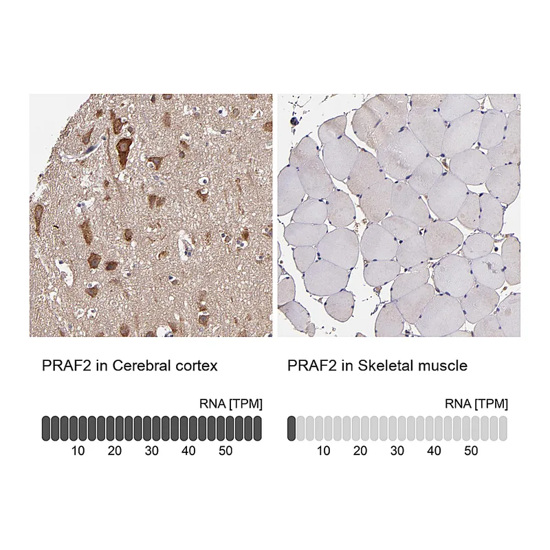 Atlas Antibodies Anti-PRAF2 Antibody