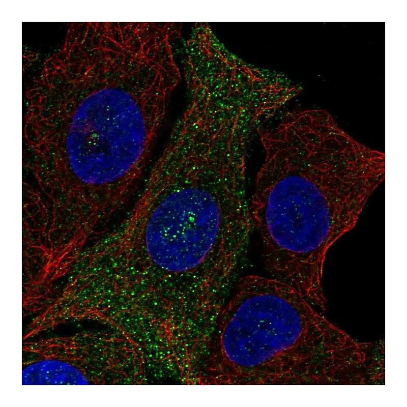 Atlas Antibodies Anti-PQLC3 Antibody