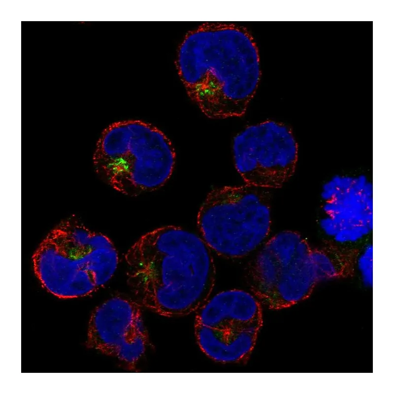 Atlas Antibodies Anti-PRAM1 Antibody