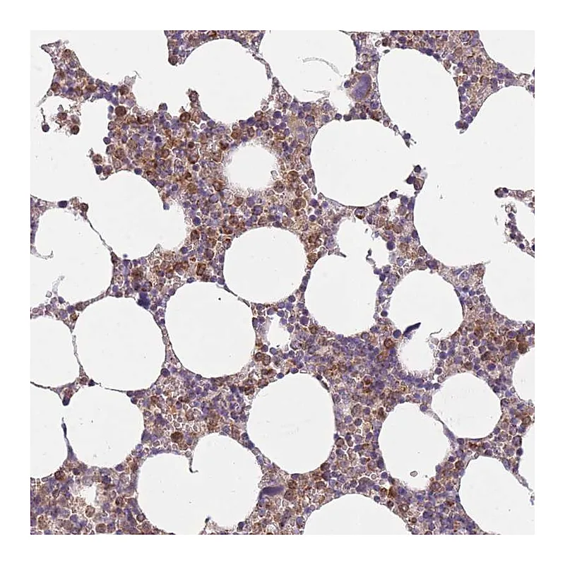 Atlas Antibodies Anti-PRAM1 Antibody