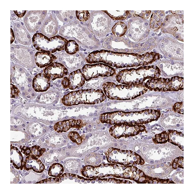 Atlas Antibodies Anti-PRAMEF7 Antibody