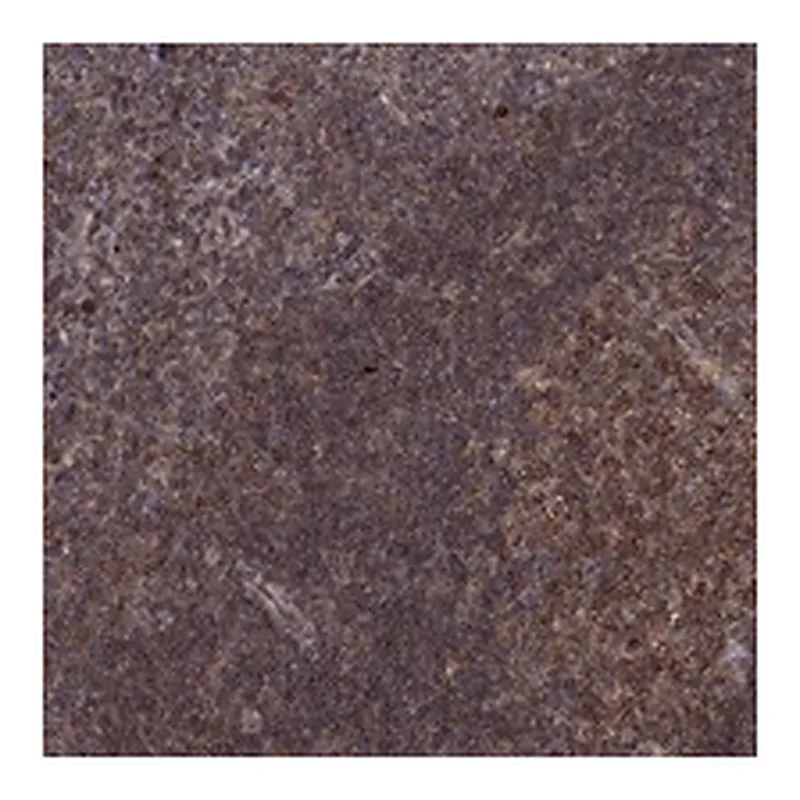 Atlas Antibodies Anti-PRDM1 Antibody