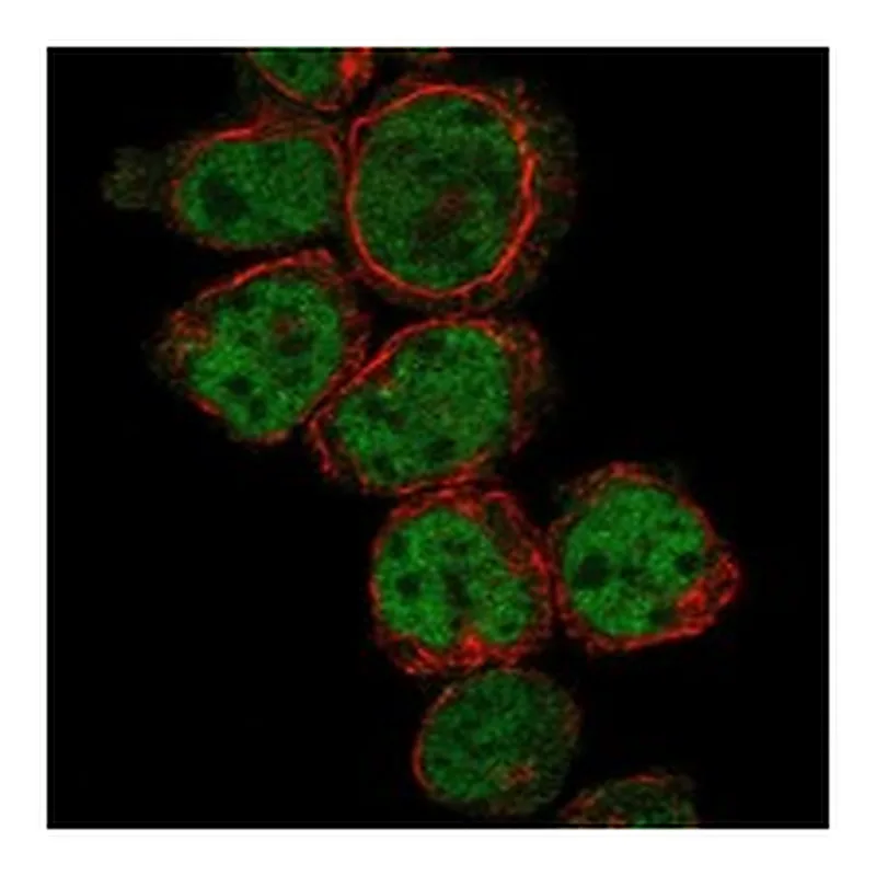 Atlas Antibodies Anti-PRDM10 Antibody