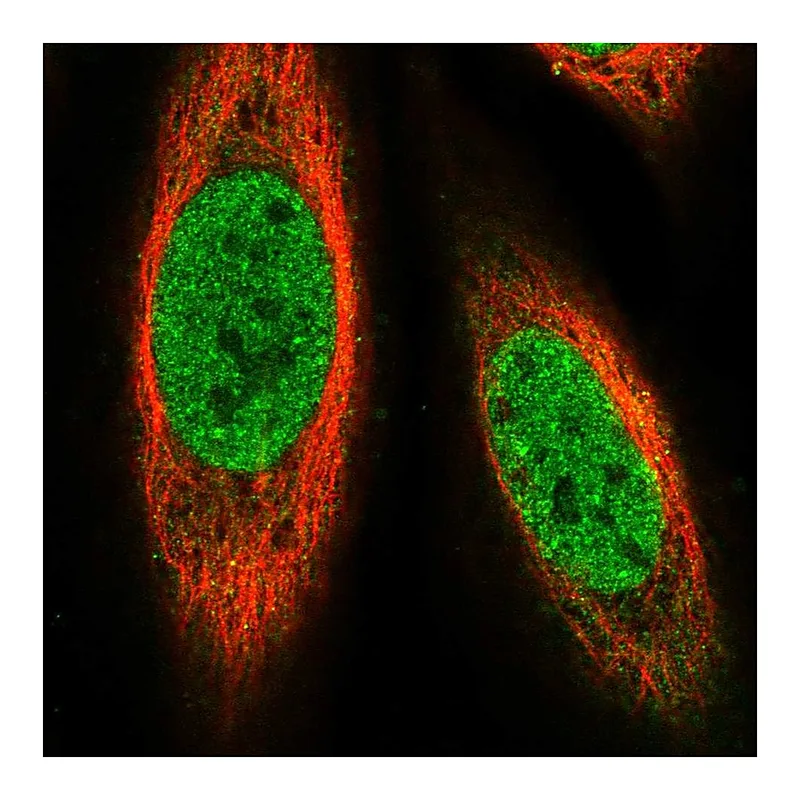 Atlas Antibodies Anti-PRDM14 Antibody