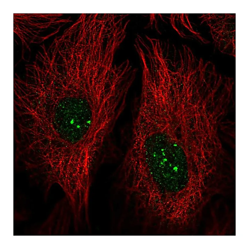 Atlas Antibodies Anti-PRDM15 Antibody