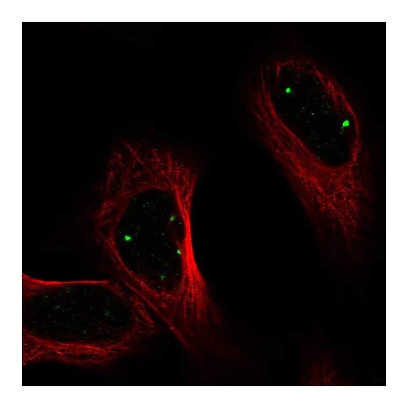 Atlas Antibodies Anti-PRDM15 Antibody