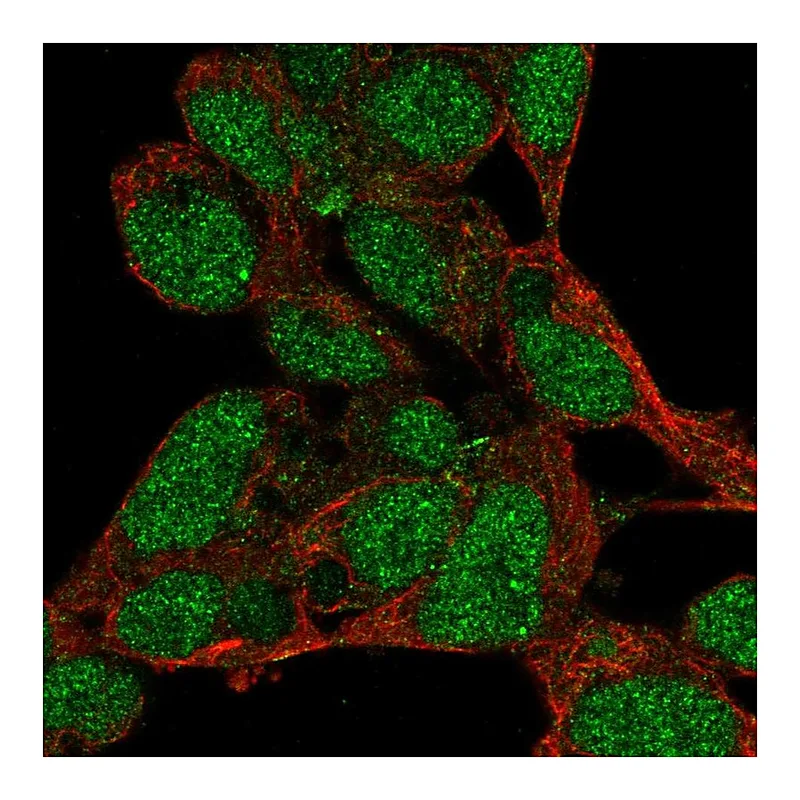 Atlas Antibodies Anti-PRDM16 Antibody